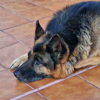 germanshepherdthor