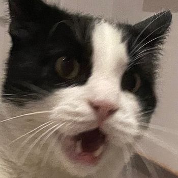 otisthecat