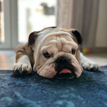 brandolardo_thebulldog