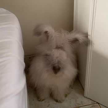 minky