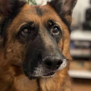 brunothegsd