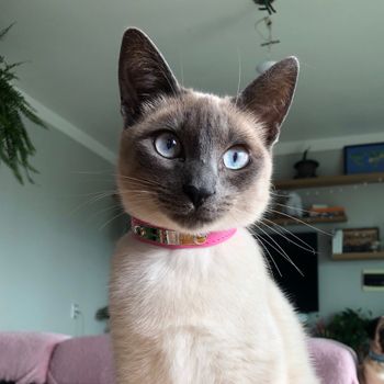 galadriel