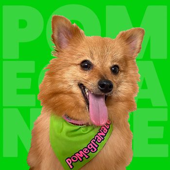 pommy