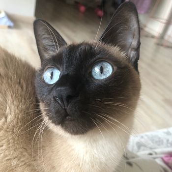 miah_cat