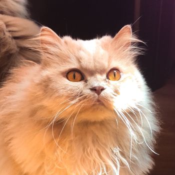 melado_cat