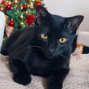 toothless