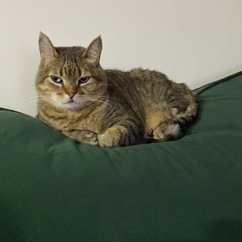 bibi