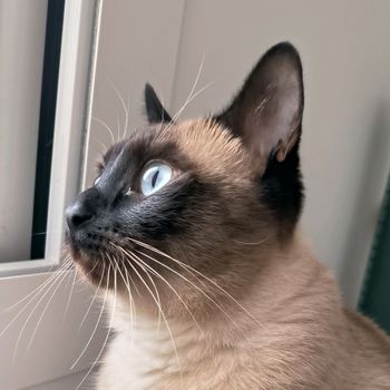 groguthecutiecat