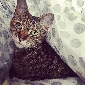 pip