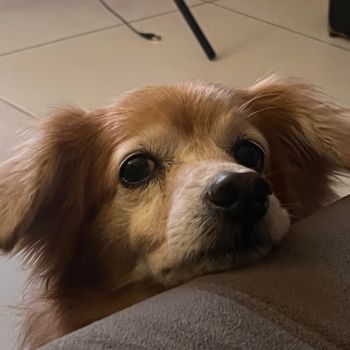alfredo