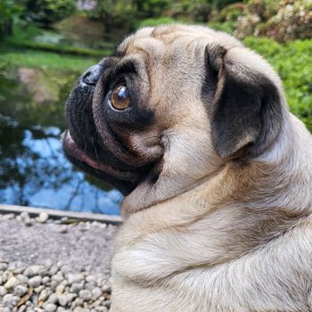miniemimithepug