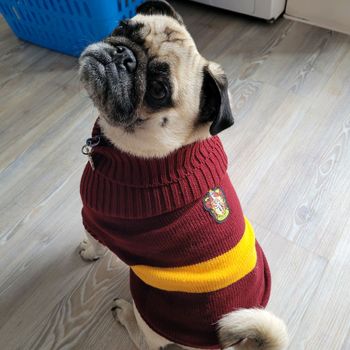 gryffinpug