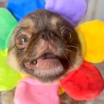 chillithepug