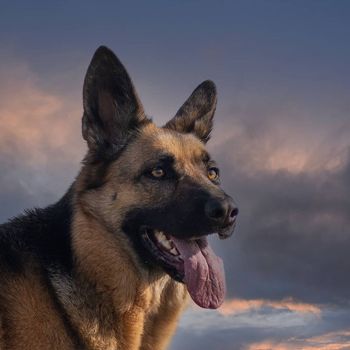queenlayla_gsd