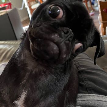 pugster