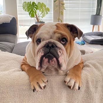 tyson_thevancitybulldog