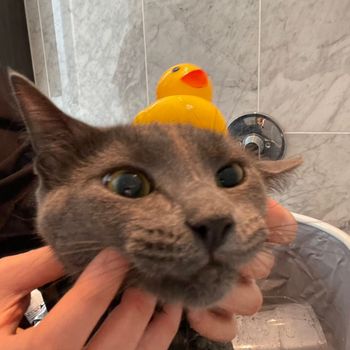 sashimi_the_russianblue