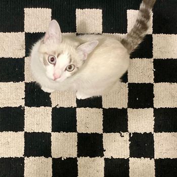 cocaine