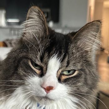 catnamedpawl
