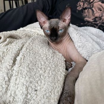 moonsphynx