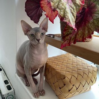 ubysphynx