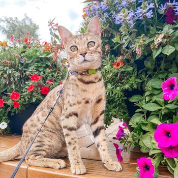 gia