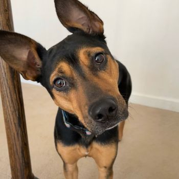 mocha