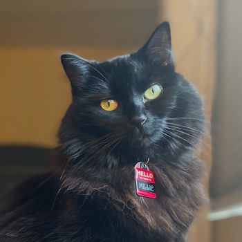 millie