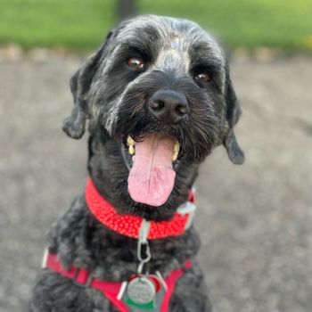 dogtor_dog