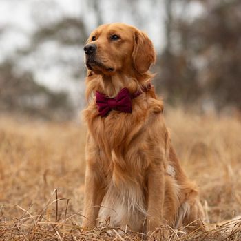 poethegoldie