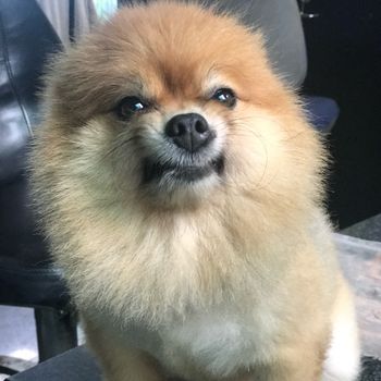 mumi