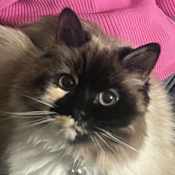 fluffgremlin