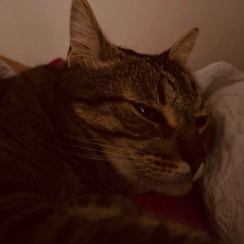 simbathecat