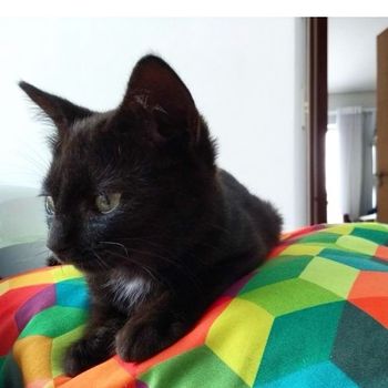 mulanthecat