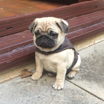 mypugs3