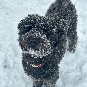 that_poodle_dash