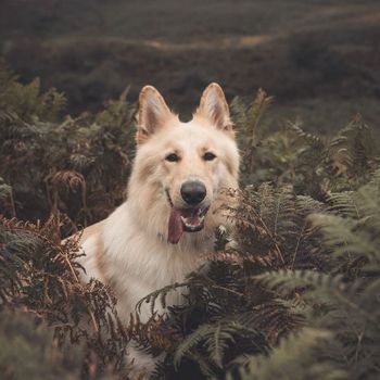 cooper