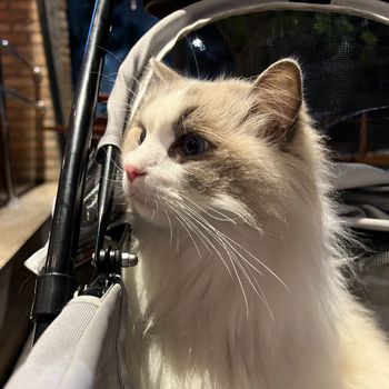 ragdollsimba_