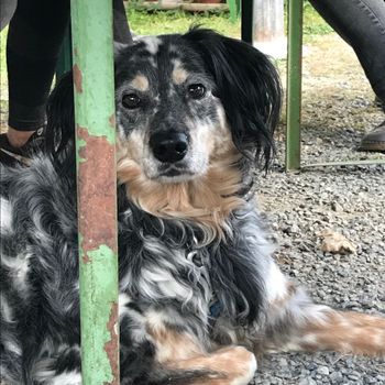 joythedog