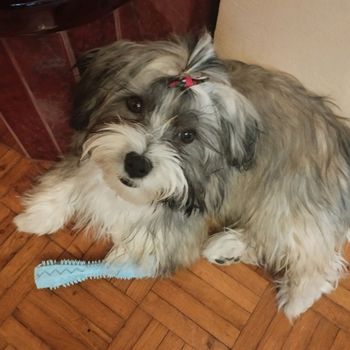 twixi