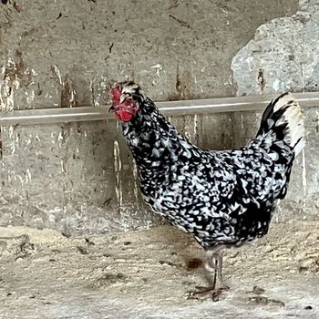 chickneyhouston