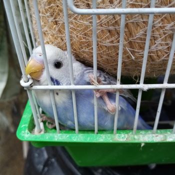 plumita