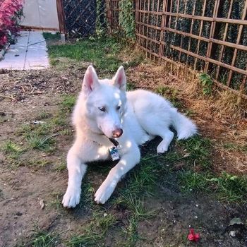 denver_husky