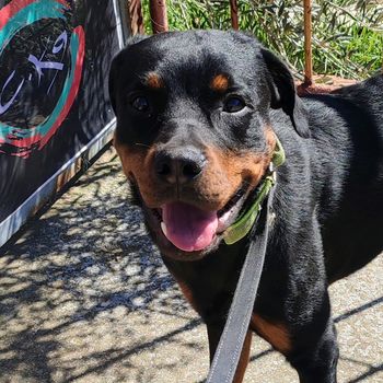 goku_rottweiler
