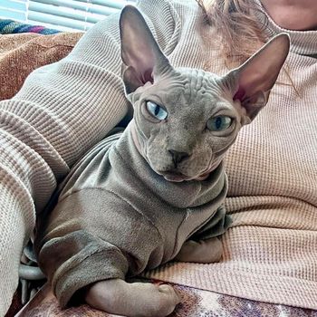 chewybean