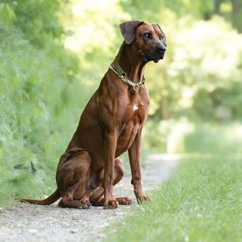 codyridgeback