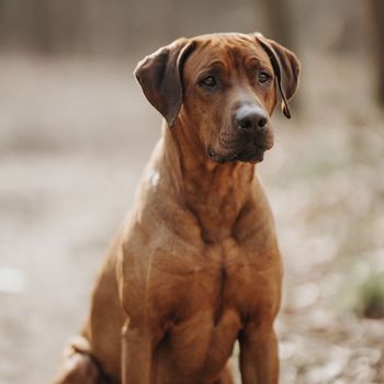 ridgeback_django