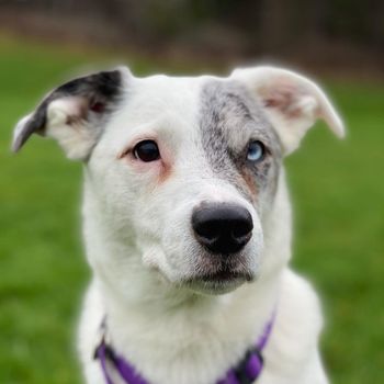 bellatheheeler