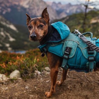 fritztheminpin
