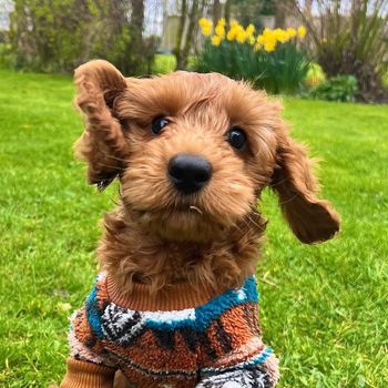 cockapoo_elvis